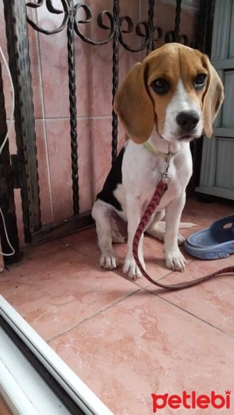 Beagle, Köpek  Milka fotoğrafı