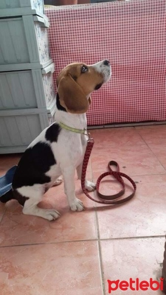 Beagle, Köpek  Milka fotoğrafı