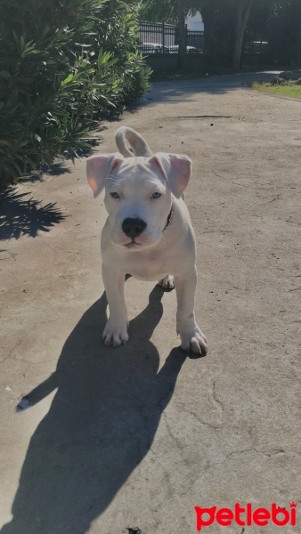 Amerikan Pitbull Terrier, Köpek  marla fotoğrafı