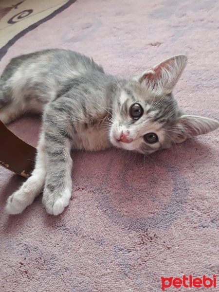Tekir Kedi, Kedi  Boncuk fotoğrafı