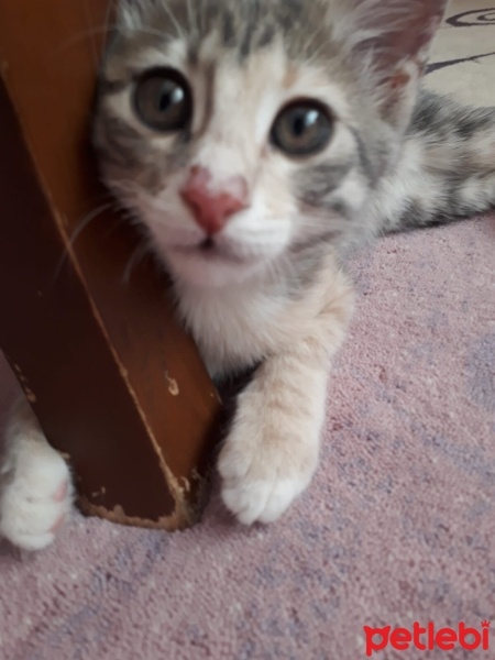 Tekir Kedi, Kedi  Boncuk fotoğrafı
