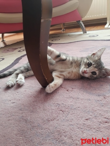 Tekir Kedi, Kedi  Boncuk fotoğrafı