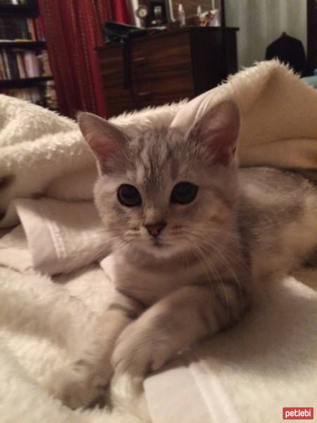 British Shorthair, Kedi  leo fotoğrafı