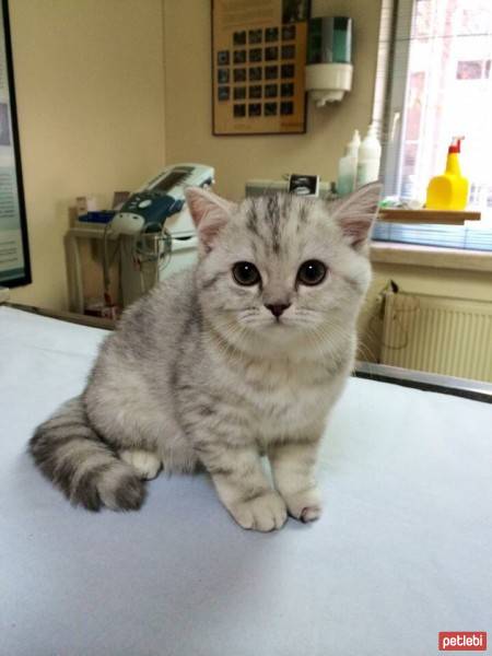 British Shorthair, Kedi  leo fotoğrafı