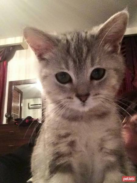 British Shorthair, Kedi  leo fotoğrafı