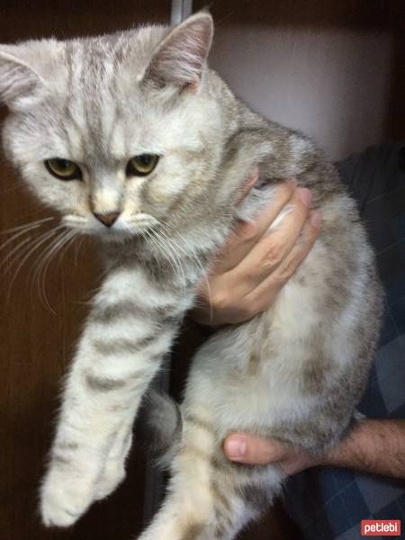 British Shorthair, Kedi  leo fotoğrafı