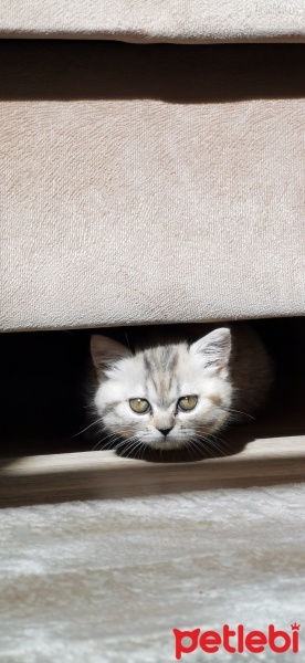 British Shorthair, Kedi  Hera fotoğrafı