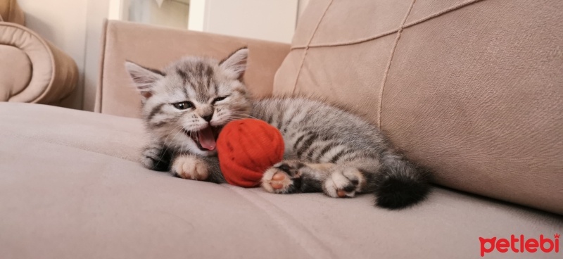 British Shorthair, Kedi  Hera fotoğrafı