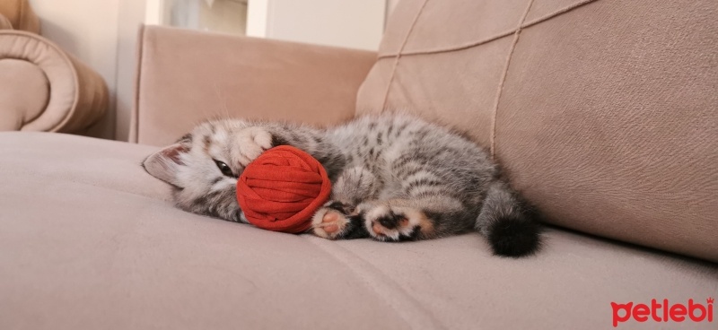 British Shorthair, Kedi  Hera fotoğrafı
