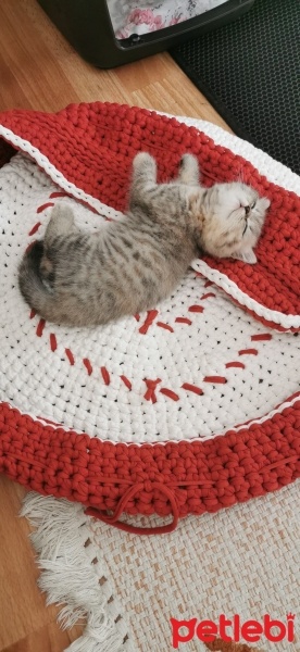 British Shorthair, Kedi  Hera fotoğrafı