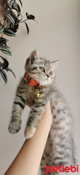 British Shorthair, Kedi  Hera fotoğrafı