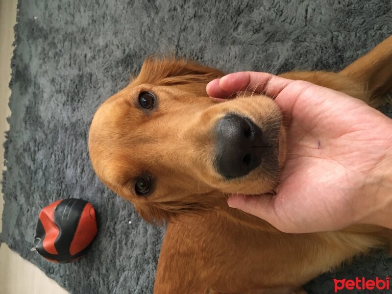 Golden Retriever, Köpek  Bal fotoğrafı