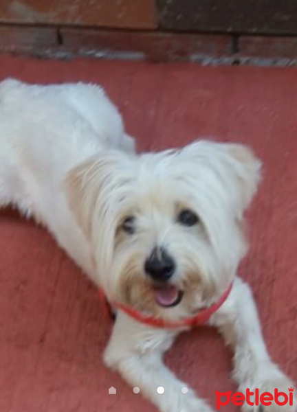 Shih Tzu, Köpek  bonci fotoğrafı
