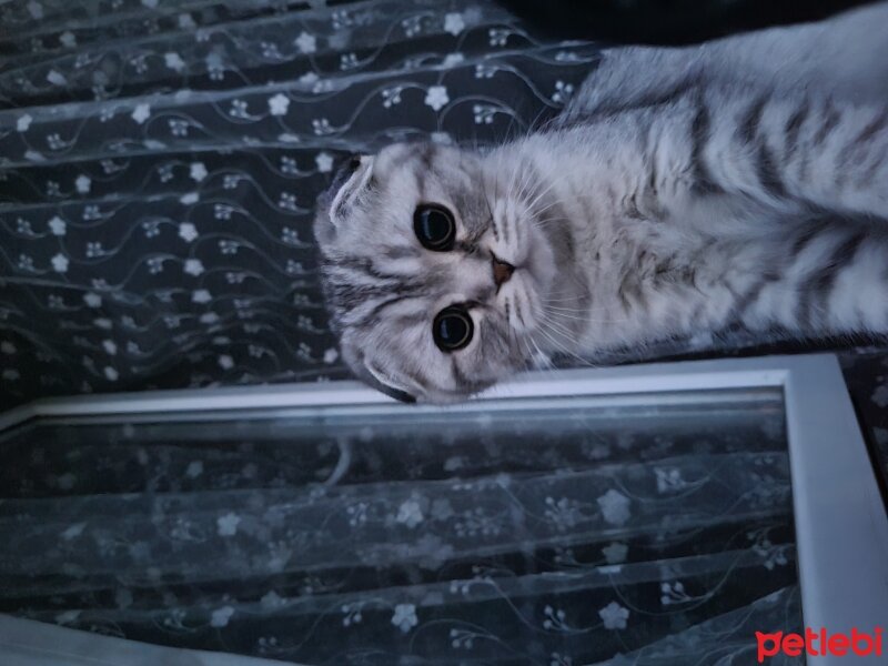 Scottish Fold, Kedi  Yumak fotoğrafı