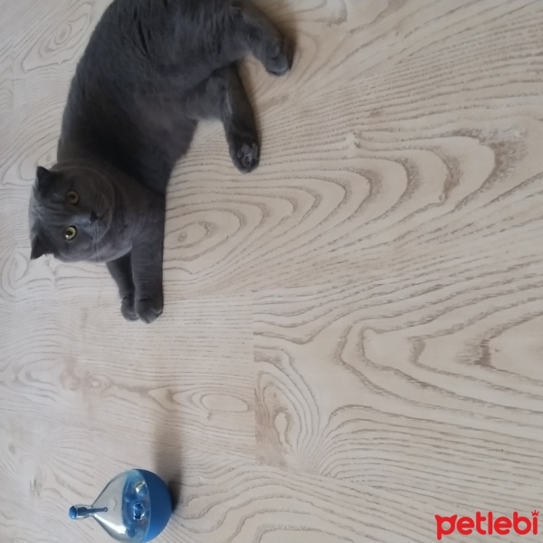 British Shorthair, Kedi  Gümüş fotoğrafı