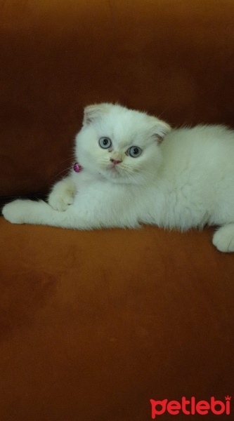 Scottish Fold, Kedi  Pamuk fotoğrafı