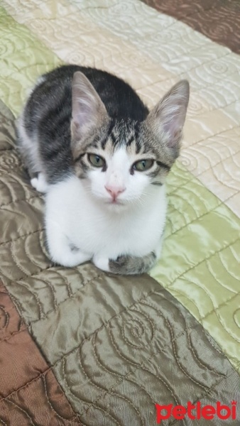 Tekir Kedi, Kedi  Paşa fotoğrafı