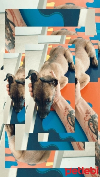 Belçika Malinois, Köpek  Carlos fotoğrafı