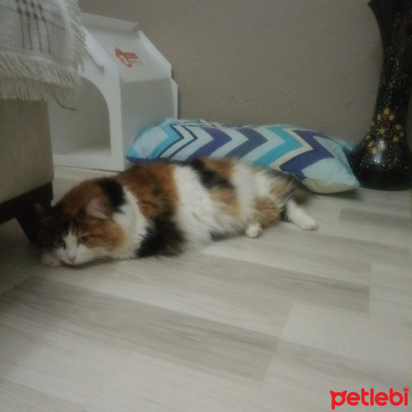 Chinchilla, Kedi  Leydi fotoğrafı