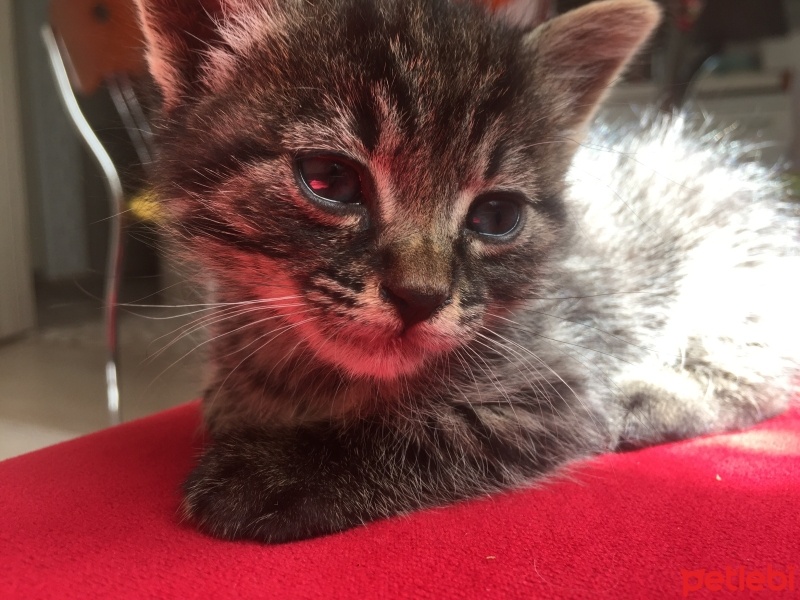 Tekir Kedi, Kedi  Duman fotoğrafı