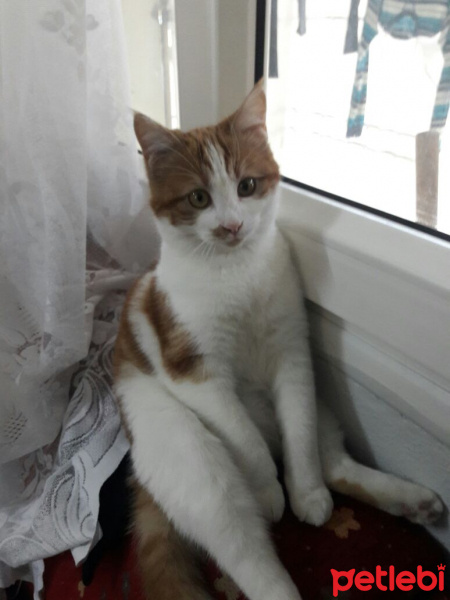 Tekir Kedi, Kedi  Marceline fotoğrafı