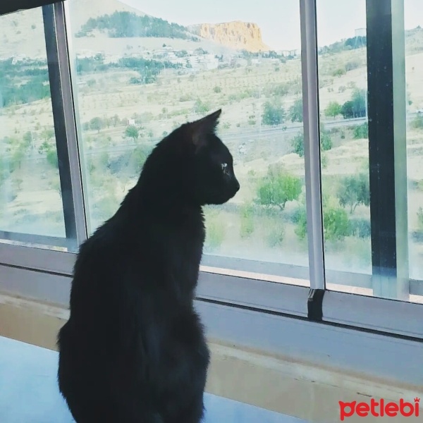Tekir Kedi, Kedi  Pati fotoğrafı