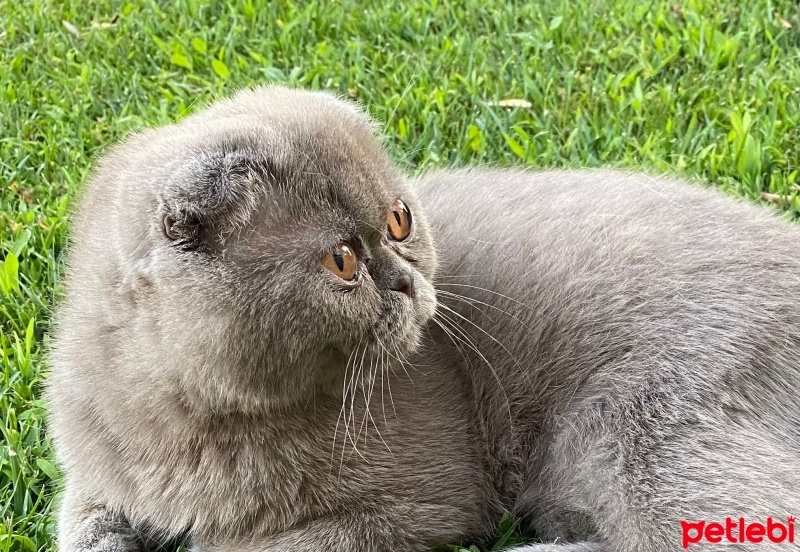 Scottish Fold, Kedi  bay cedric fotoğrafı