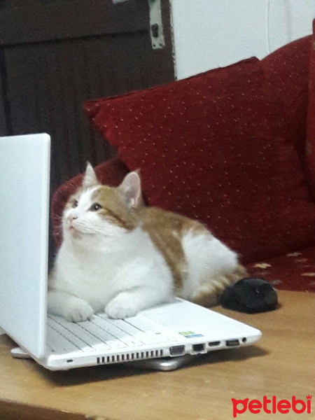 Tekir Kedi, Kedi  Marceline fotoğrafı