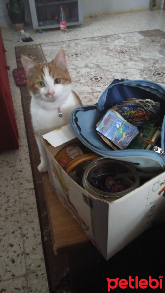 Tekir Kedi, Kedi  Marceline fotoğrafı