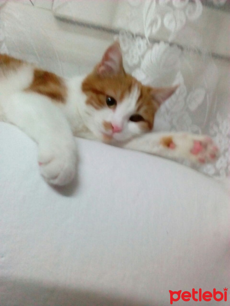 Tekir Kedi, Kedi  Marceline fotoğrafı