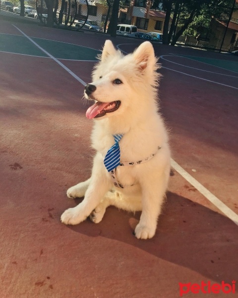 Samoyed, Köpek  Kuzey fotoğrafı