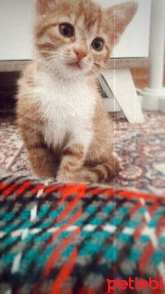 Sarman, Kedi  Balım fotoğrafı