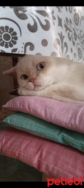 British Shorthair, Kedi  şüküfe fotoğrafı