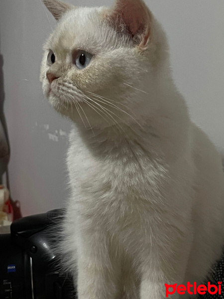 British Shorthair, Kedi  şüküfe fotoğrafı