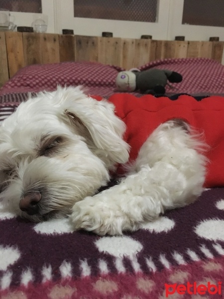 Maltese, Köpek  Kirli fotoğrafı