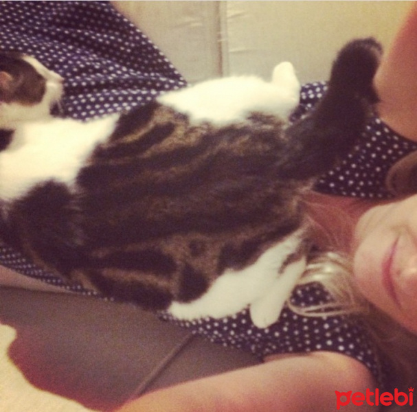 Tekir Kedi, Kedi  Minnoş  fotoğrafı
