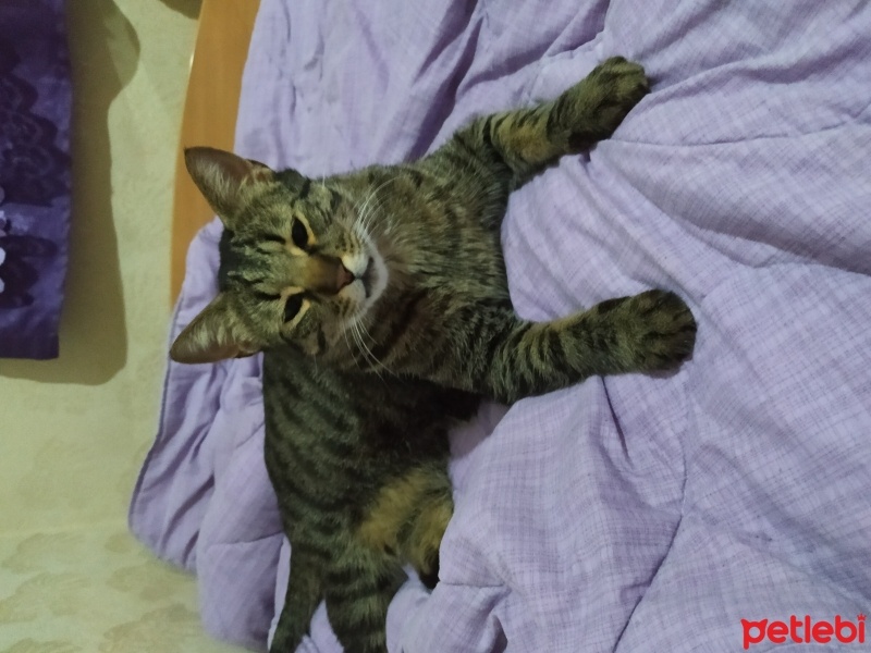 Tekir Kedi, Kedi  Toprak fotoğrafı