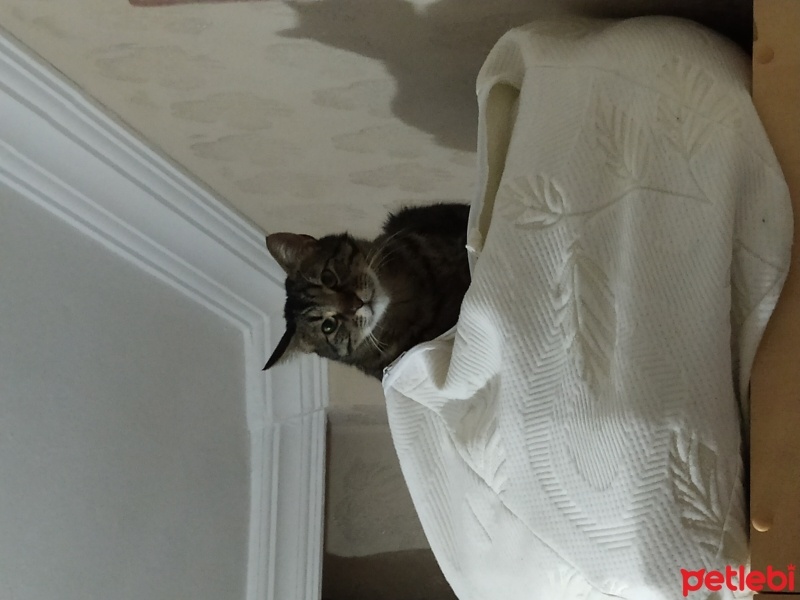 Tekir Kedi, Kedi  Toprak fotoğrafı