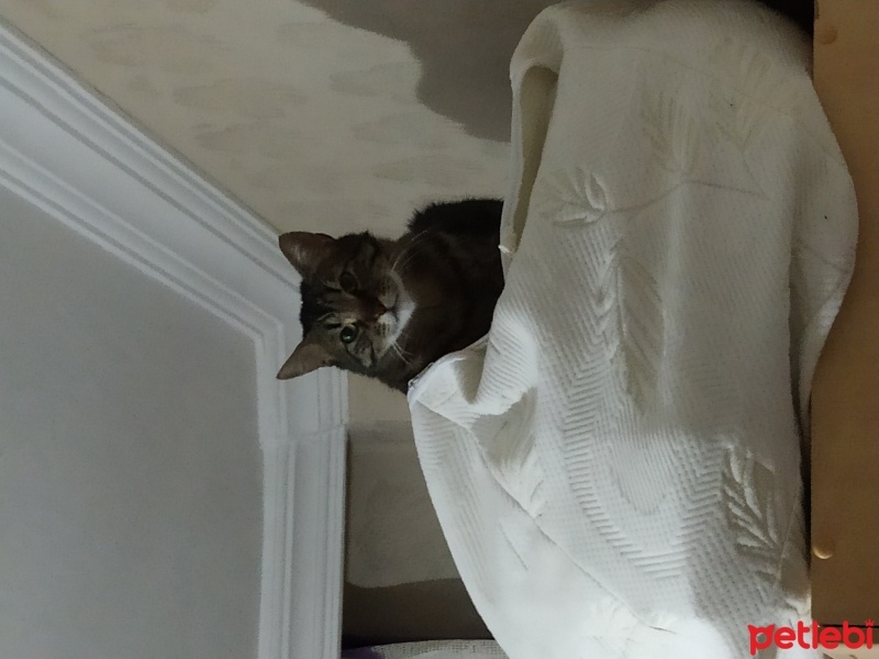 Tekir Kedi, Kedi  Toprak fotoğrafı