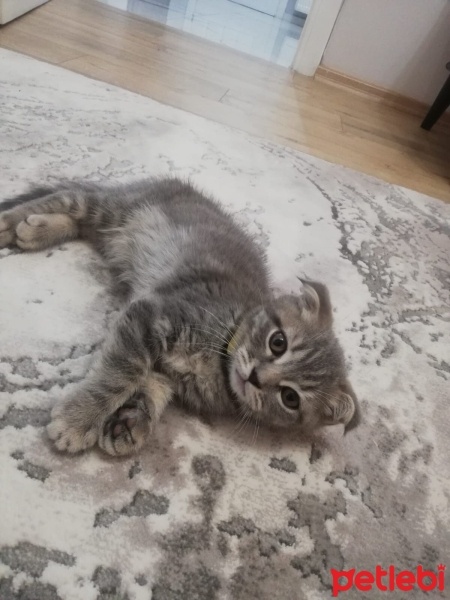 Scottish Fold, Kedi  Paşa fotoğrafı