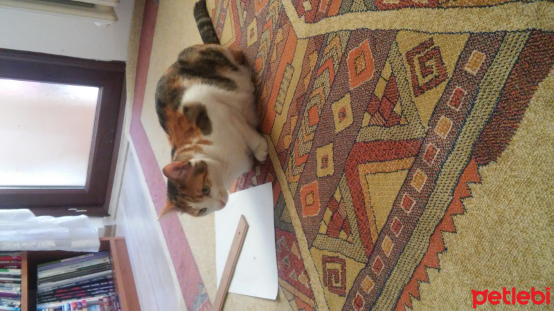 Tekir Kedi, Kedi  minnak'ımızı sevecek yeni sahip arıyoruz. fotoğrafı