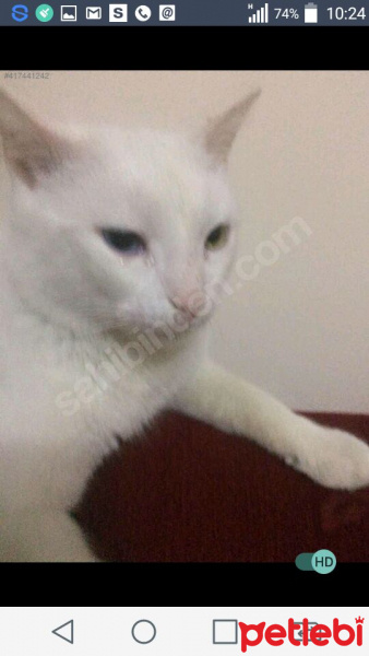 Van Kedisi, Kedi  Tom fotoğrafı