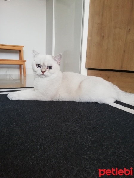 British Shorthair, Kedi  pamuk fotoğrafı