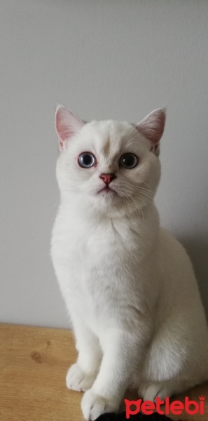 British Shorthair, Kedi  pamuk fotoğrafı