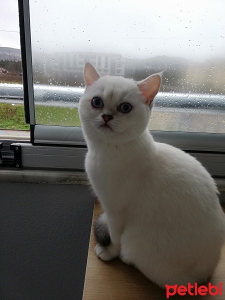 British Shorthair, Kedi  pamuk fotoğrafı