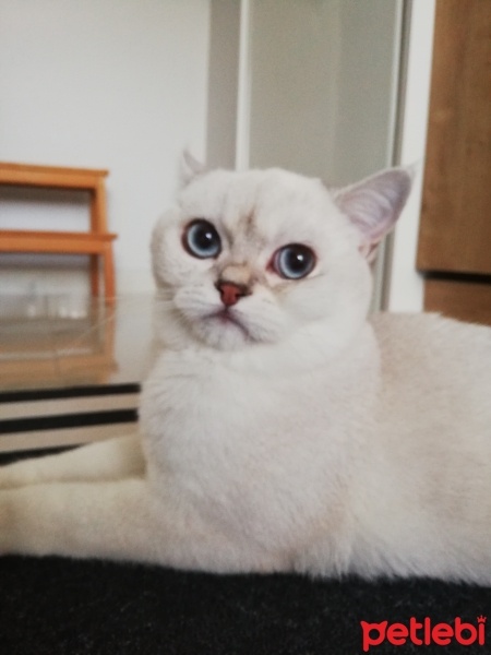 British Shorthair, Kedi  pamuk fotoğrafı