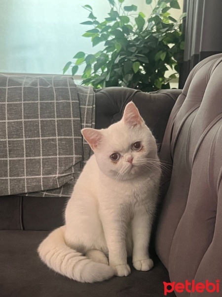 Scottish Fold, Kedi  Sütlaç fotoğrafı