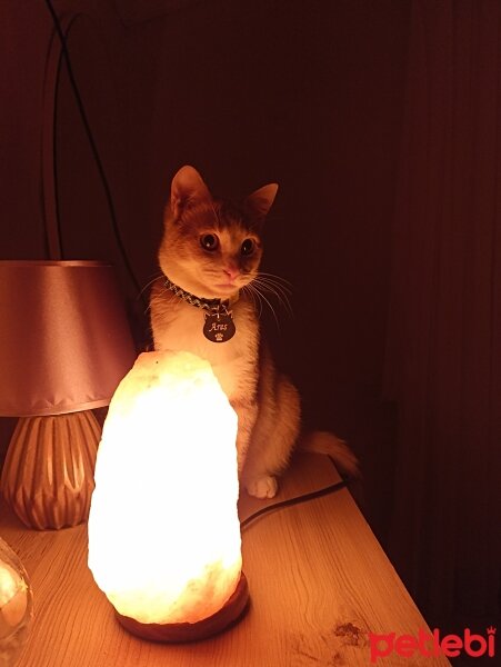 Sarman, Kedi  Ares fotoğrafı