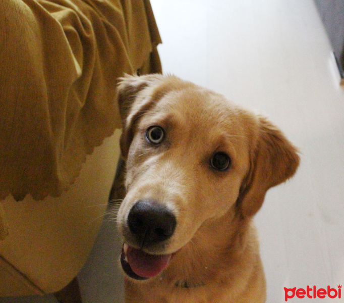 Golden Retriever, Köpek  Güneş fotoğrafı