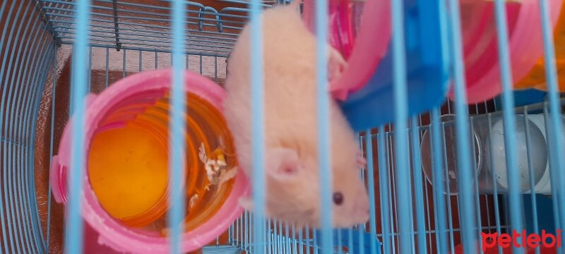 Hamster, Kemirgen  Bulut fotoğrafı